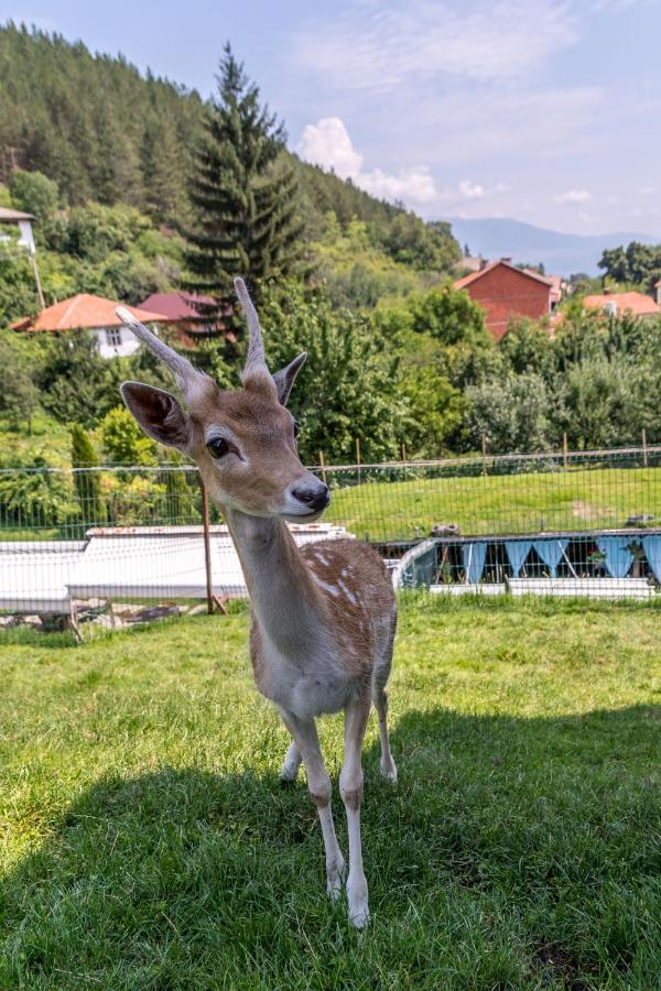 Hotel Tihiat Kut Complex Kjustendil Exteriér fotografie